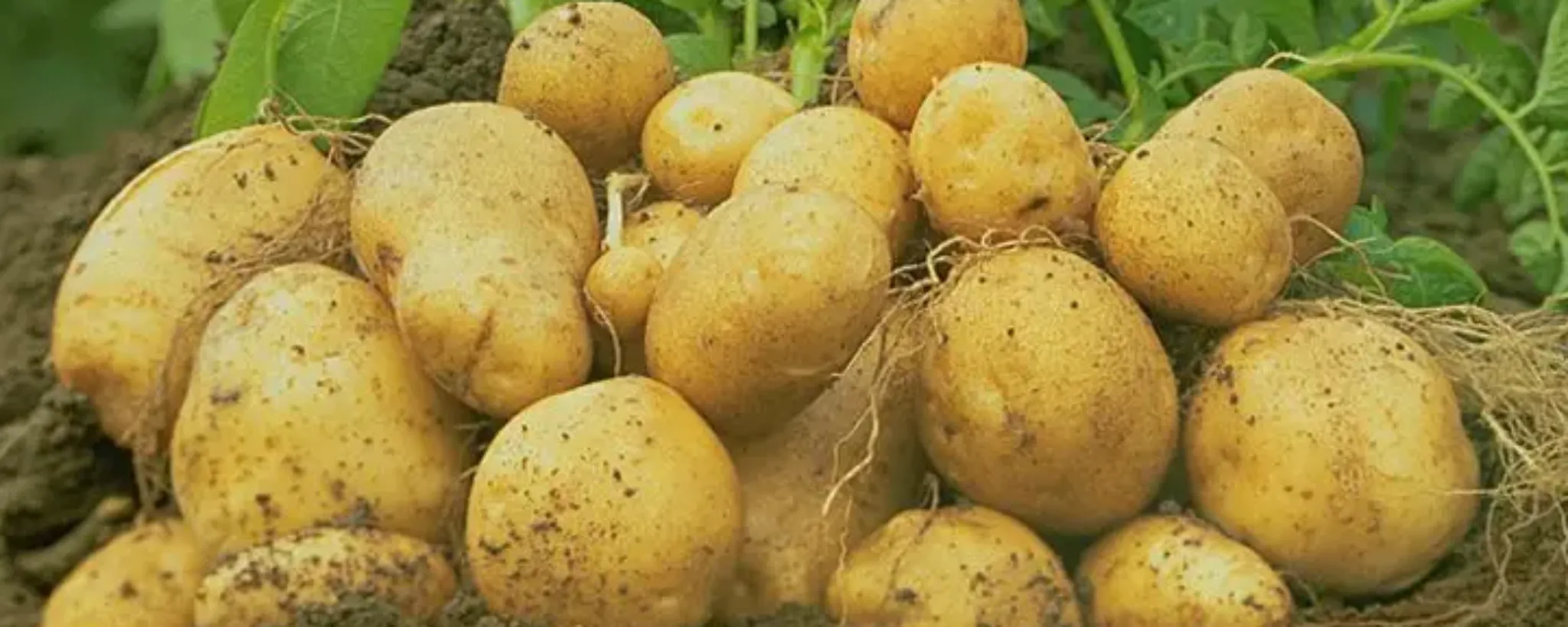 Patates